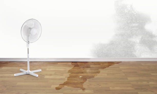 Best Flood damage cleanup  in Yerington, NV