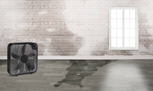 Best Water damage cleanup near me  in Yerington, NV